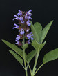 Salbei, Salvia officinalis