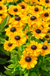 Rudbeckia