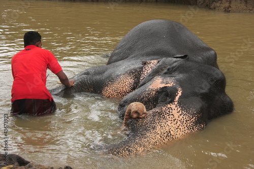 Photo: Man bathing an elehpant, Sri Lanka Man bathing an elehpant, Sri Lanka