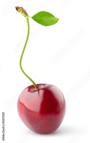 Photo: Sweet cherry Sweet cherry