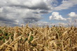 Foto: Cereals Cereals