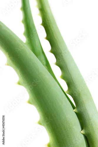 Photo: aloe on white aloe on white