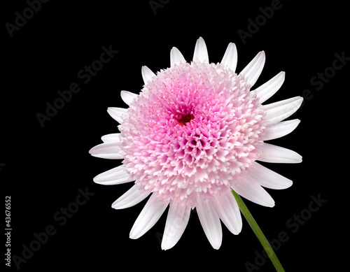 Foto: Pink Daisy with large center flower Isolated on black Pink Daisy with large center flower Isolated on black