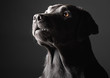Photo: Low Key Labrador Low Key Labrador