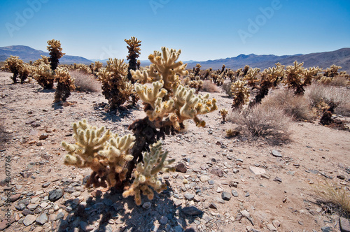 Photo: Cholla Cactus Garden Cholla Cactus Garden