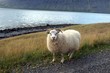 Islandschaf