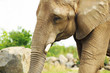 Foto: Elephant portrait Elephant portrait