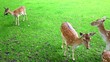 Video: deer deer