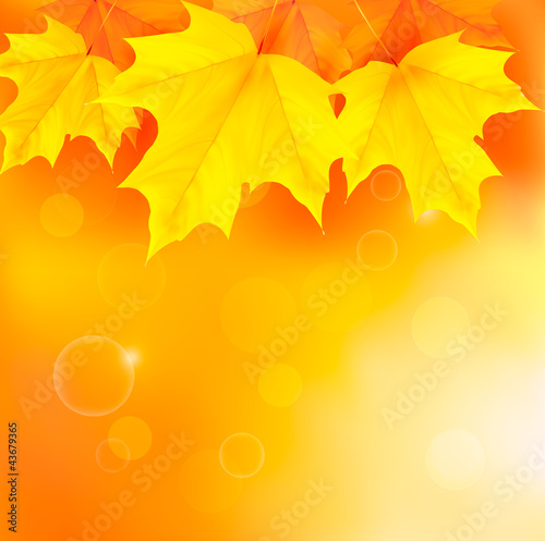 Vector: Autumn background with yellow leaves Vector Autumn background with yellow leaves Vector