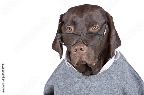 Photo: Clever Looking Dog Clever Looking Dog