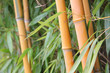 Bamboo