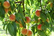 obstbaum