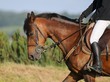 cheval et jambe de cavalière