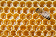 bee macro shot collecting honey in honeycomb