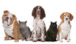 Group of cats and dogs
