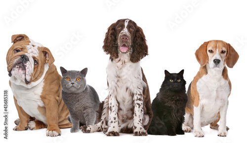 Foto: Group of cats and dogs Group of cats and dogs