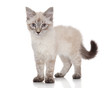 Siberian kitten