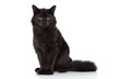 Siberian cat on a white background