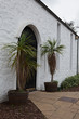 Palmiers de Plockton, Ecosse