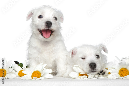 Photo: Happy Puppies in daisies Happy Puppies in daisies