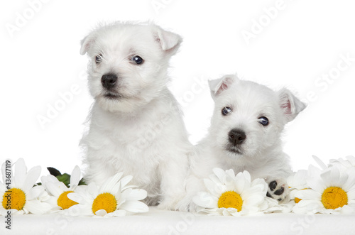 Photo: White Terrier puppies in daisies White Terrier puppies in daisies