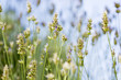 Lavendelblüten