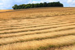 fields of flax harvested drawing lines on the floor