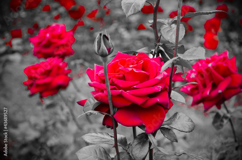 Photo: Red Rose on the Branch in the Garden Red Rose on the Branch in the Garden