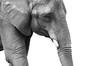 Foto: Powerful black and white elephant portrait Powerful black and white elephant portrait