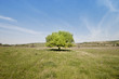 Photo: Green tree in a field on blue sky Green tree in a field on blue sky