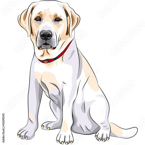 Vector: vector sketch yellow dog breed Labrador Retriever sitting vector sketch yellow dog breed Labrador Retriever sitting