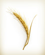 Ear of wheat