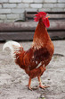 Red rooster