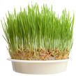 Christmas Wheat Cutout