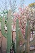 Saguaro Cactus