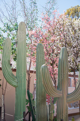 Photo: Saguaro Cactus Saguaro Cactus