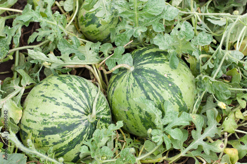 Photo: Watermelon Watermelon