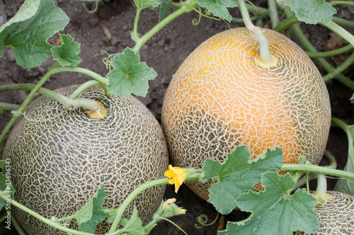Photo: Melon in the garden Melon in the garden