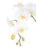 White orchid