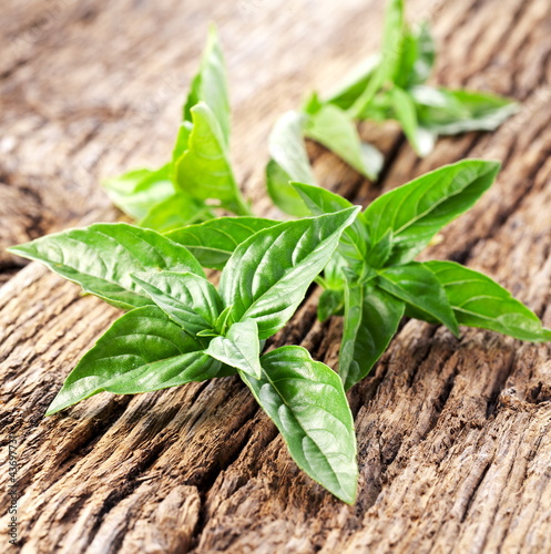 Photo: Leaves of basil Leaves of basil