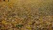 Grandmother and grandsons walking over leaves