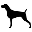 Weimaraner