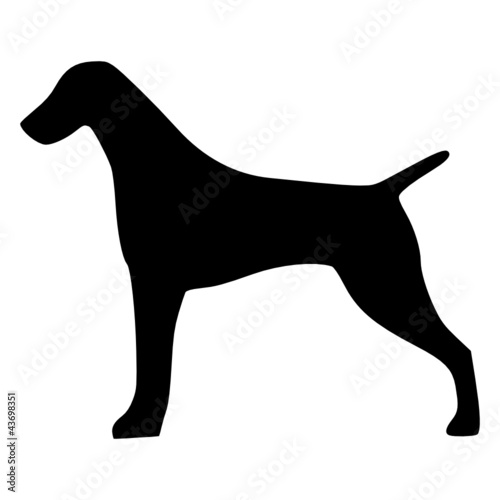 Vector: Deutsch Kurzhaar Deutsch Kurzhaar