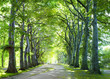 the way in forest