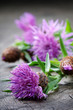 Scottish thistle flower