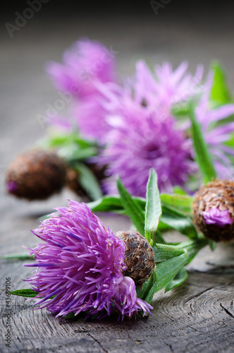 Foto: Scottish thistle flower Scottish thistle flower