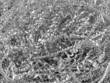 Metal chip / shavings