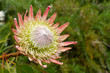 Foto: Kiing protea plant (Cynaroides) in bloom. Kiing protea plant (Cynaroides) in bloom.