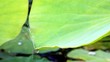 Abperlende Wassertropfen - Lotuseffekt