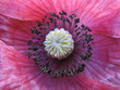 Inside a flower. Stamens of pink poppy. Macro